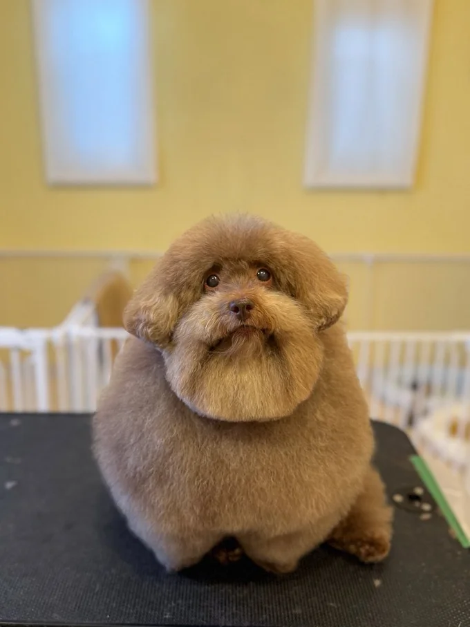 お目目ぱっちり！▶かぼちゃに変身！？（⇒次へ）