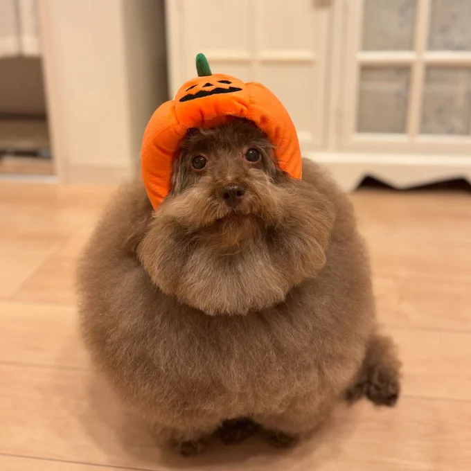 まんまるふわふわ♪▶トウモロコシを食べるちろるちゃん（⇒次へ）