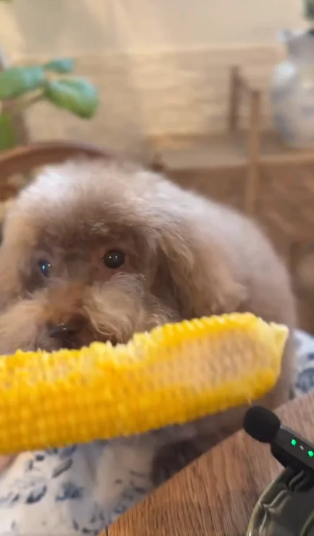 甘くておいしいよね！▶おやつを見つめるふたり（⇒次へ）