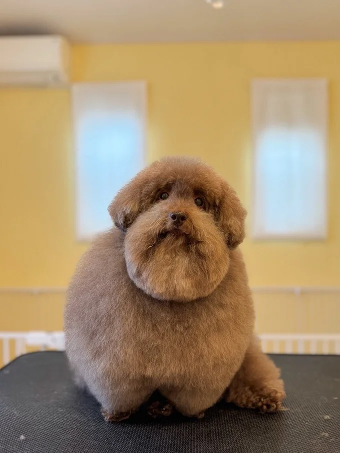 さわりたくなるもふもふ感！▶カット後のしえるちゃん（⇒次へ）