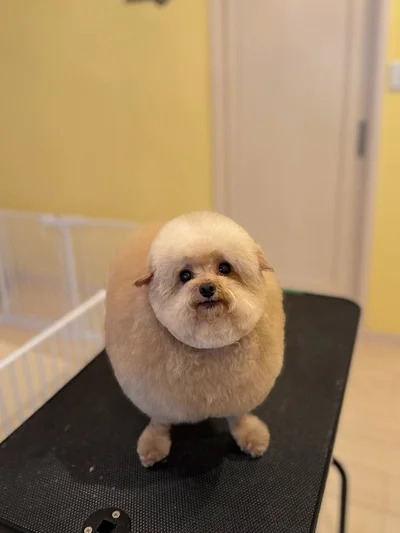 まあるいフォルムがかわいすぎる♪▶シャンプー中のちろるちゃん（⇒次へ）