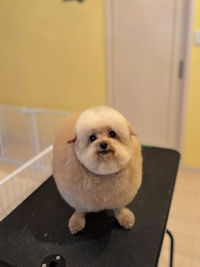 まあるいフォルムがかわいすぎる♪▶シャンプー中のちろるちゃん（⇒次へ）