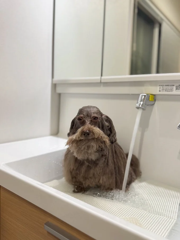 濡れると別犬！？▶サングラスが似合う親方（⇒次へ）