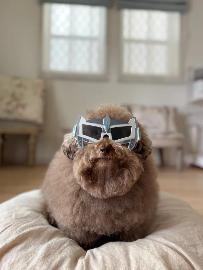 サングラスの中のつぶらな瞳がキュート▶日向ぼっこ中のちろるちゃん（⇒次へ）