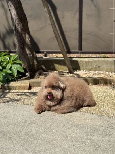日向でほっこり▶やすらぎの時間（⇒次へ）