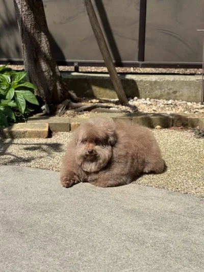 ぽかぽか陽気にまどろむちろるちゃん▶シャンプー前のしえるちゃん（⇒次へ）