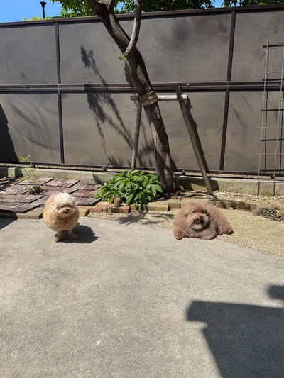 表情も似てきたちろるちゃんとしえるちゃん▶（次画像からは自分が「かわいい」と知っているアイドル犬「クーさん」との暮らしを描いた『うちのトイプーがアイドルすぎる。』が読めます）