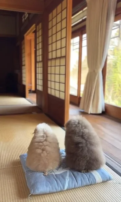 もっふもふの後ろ姿▶しえるちゃんとちろるちゃん（⇒次へ）