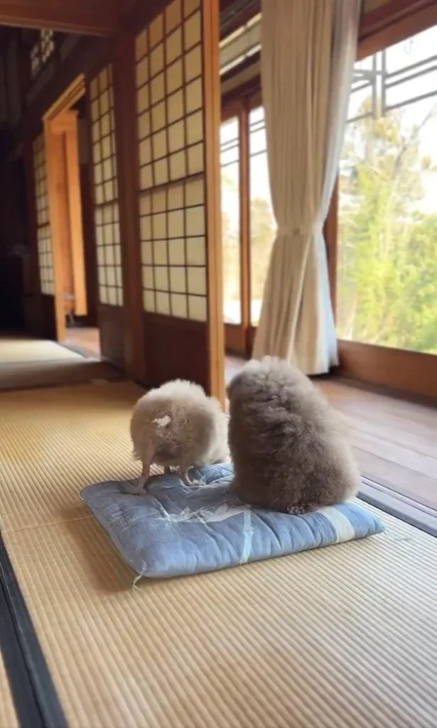 しれっとおやつを横取りするしえるちゃん▶立ち去るしえるちゃん（⇒次へ）