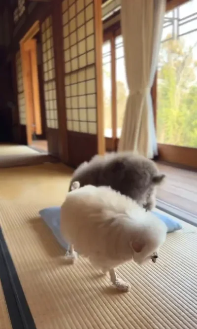 あれ？私のおやつは？▶これはいなり寿司…！？（⇒次へ）