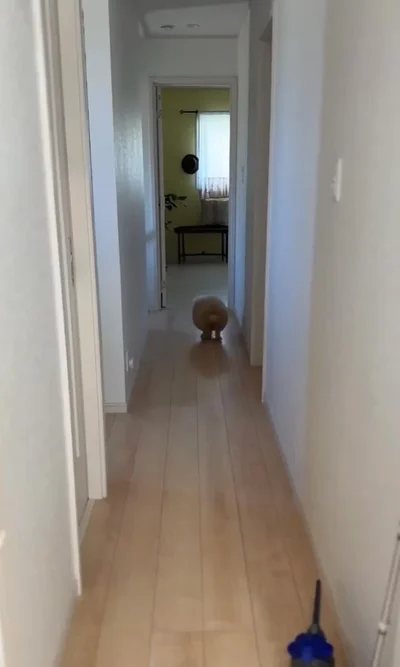 シャンプーを拒絶するしえるちゃんでした▶首をかしげるちろるちゃん（⇒次へ）