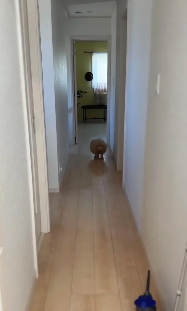 シャンプーを拒絶するしえるちゃんでした▶首をかしげるちろるちゃん（⇒次へ）