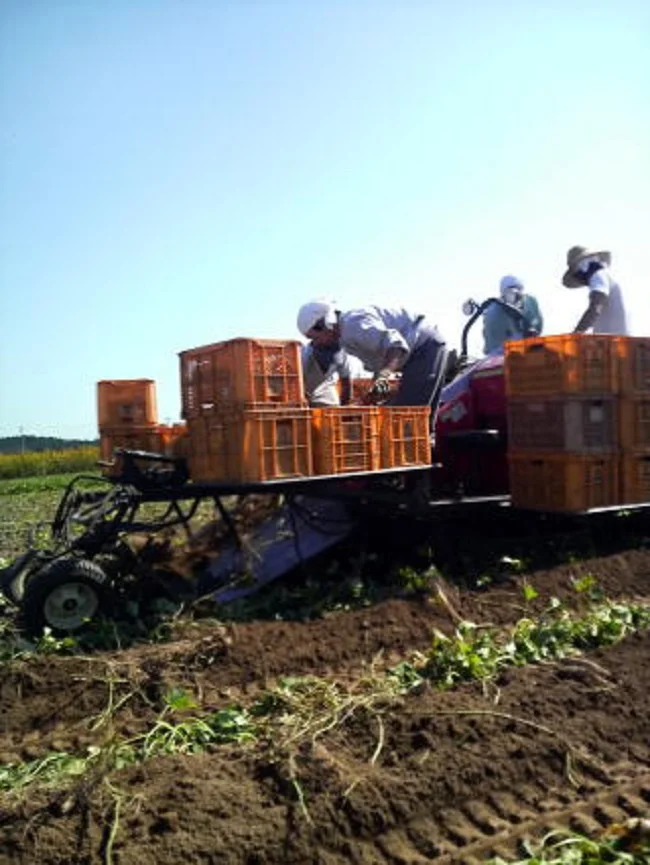 茨城県はサツマイモの名産地。収穫した後は、甘さを引き出すために貯蔵します