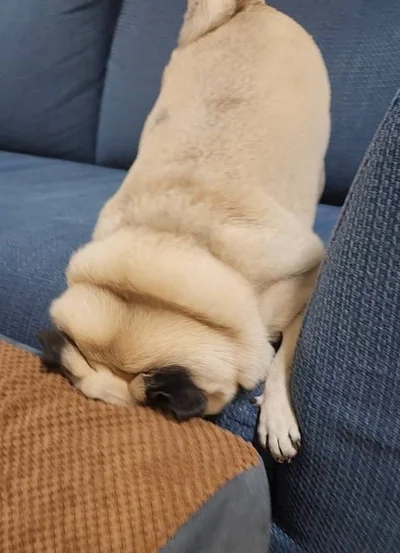 とりたい…！▶これが大好きなんよ…（⇒次へ）