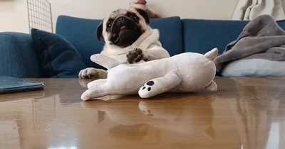 本人はいけると確信している▶ぐるぐるぐる…（⇒次へ）