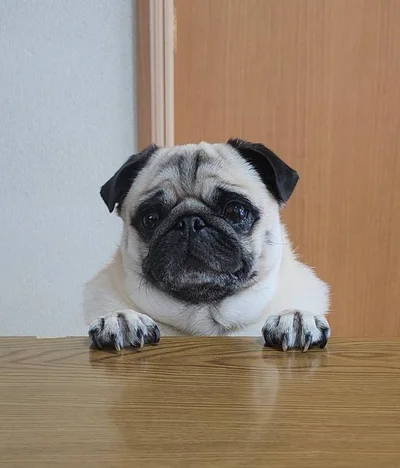 飼い主の朝ごはんを監視▶朝日が気持ちい～！（⇒次へ）