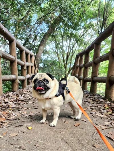 お散歩ぽんずちゃん▶川遊びだから…（⇒次へ）