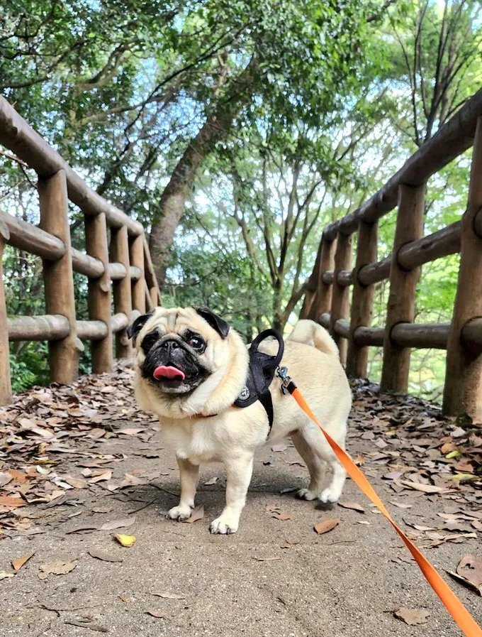 お散歩ぽんずちゃん▶川遊びだから…（⇒次へ）