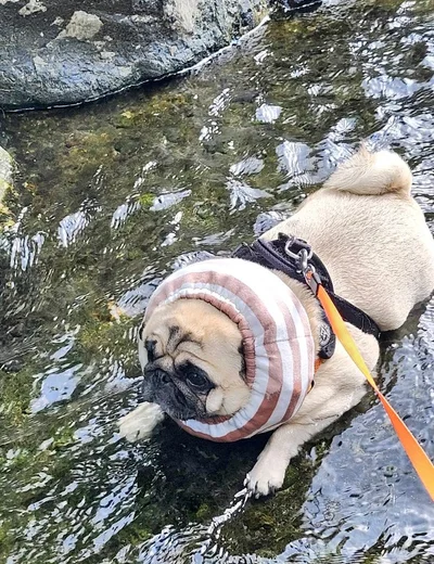 クールネックがとっても似合う！▶ごろりん～（⇒次へ）