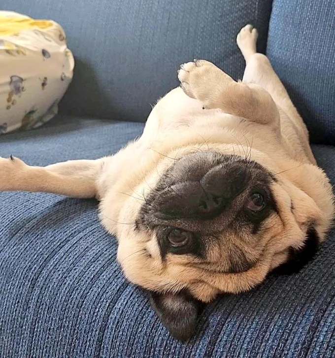 くつろぐぽんずちゃん▶何食べてるのかな…?(⇒次へ)