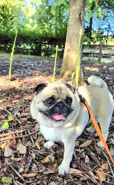 朝んぽするぽんずちゃん▶訴える瞳…（⇒次へ）