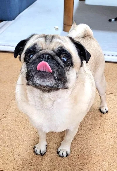 雨でお散歩中止…▶お腹を見せておねだり…？（⇒次へ）