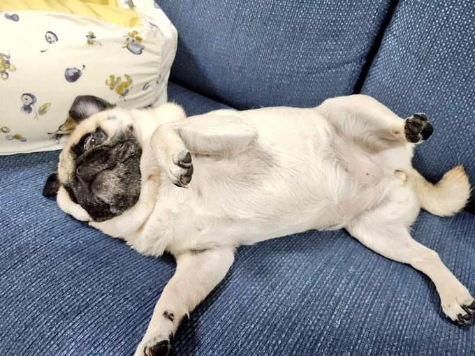 お腹を撫でてほしいぽんずちゃん▶（次画像から版画家の石川真衣さんが描くゴールデンレトリーバー、アヒル、人の笑って泣ける愛情ストーリー『エースくんとヨバンさん 犬とアヒルの友情物語』が読めます）