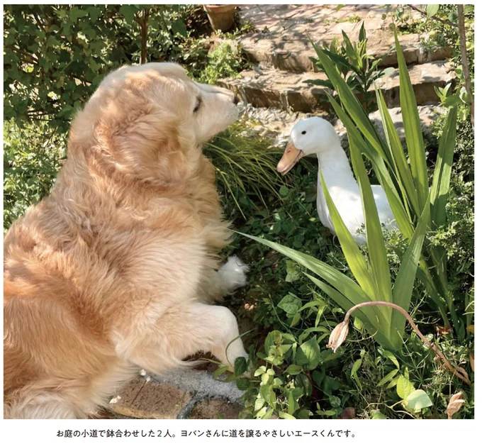 『エースくんとヨバンさん 犬とアヒルの友情物語』より