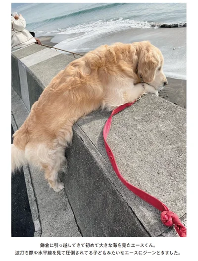 『エースくんとヨバンさん 犬とアヒルの友情物語』より