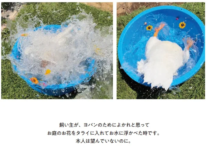 『エースくんとヨバンさん 犬とアヒルの友情物語』より