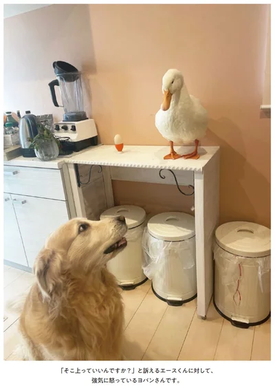 『エースくんとヨバンさん 犬とアヒルの友情物語』より