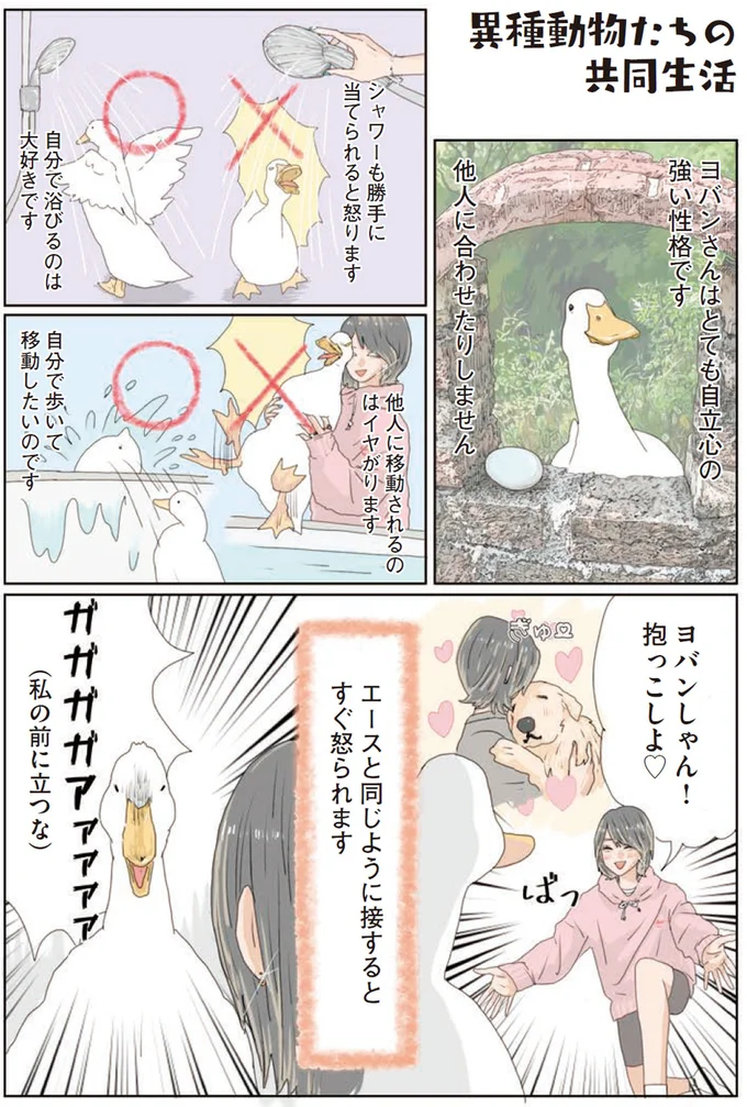 『エースくんとヨバンさん 犬とアヒルの友情物語』より