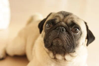 隙間に挟まったおもちゃを取りたい愛犬のほっこり姿とは？