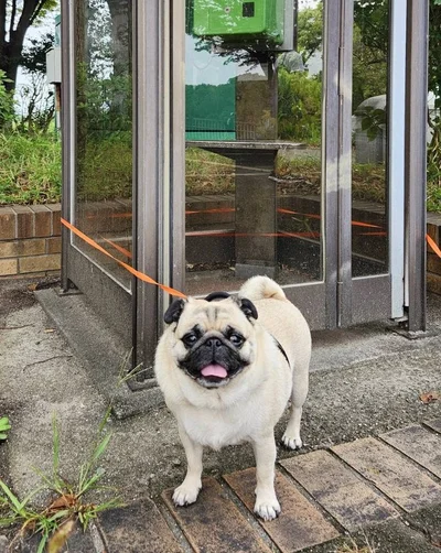 お散歩のひもが…？▶お散歩♪（⇒次へ）