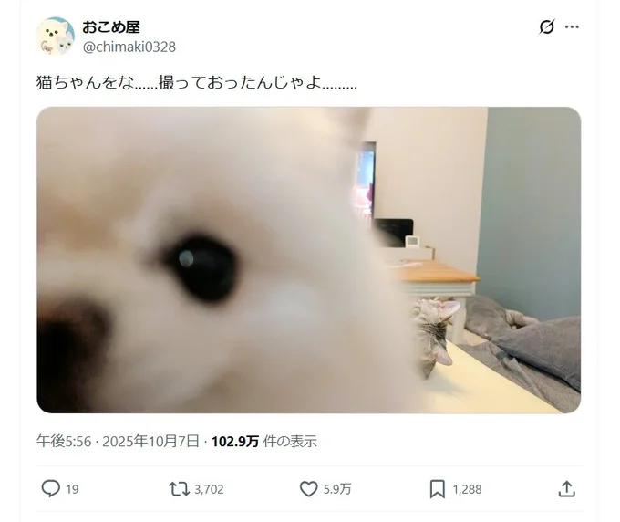 画面に大きく映るのは、真っ白ふわふわなワンちゃんこめたくん！▶本当は猫のうにちゃんを撮る予定が（⇒次へ）