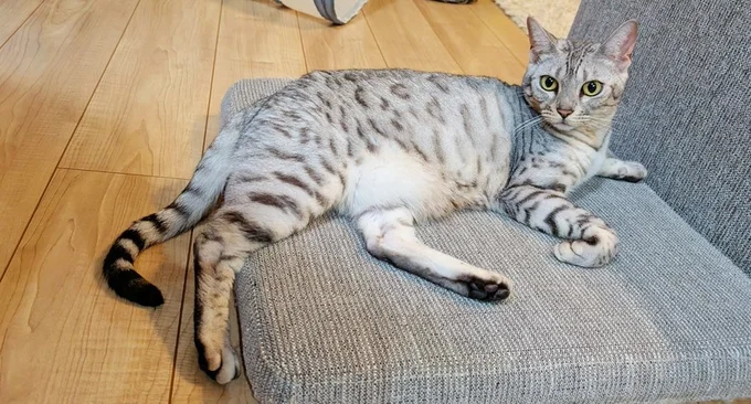 お手々が曲がっていても気にしない！？お手々どうなってる！？（笑）▶こめたくんは（⇒次へ）