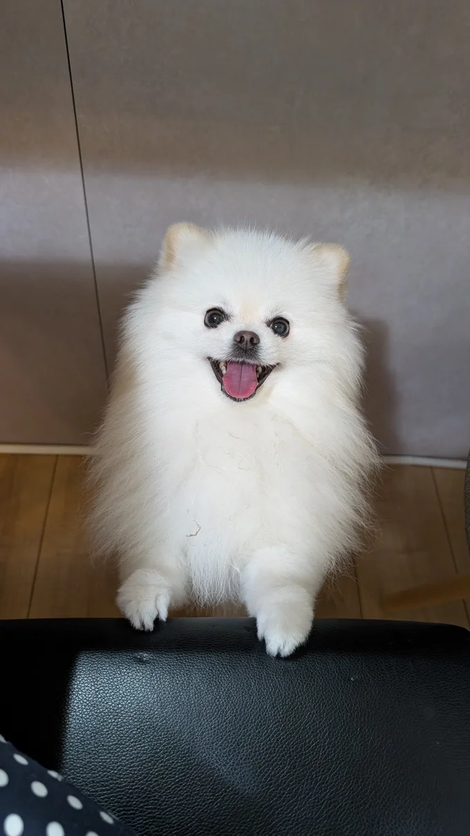 ニコニコとご機嫌なことが多いみたいです。▶飼い主さんが筋トレをしようとすると（⇒次へ）