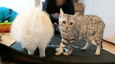 マットの上にやってきて邪魔しちゃう♪そんなところも愛らしいですね！▶うにちゃんは玄関マットにのると（⇒次へ）