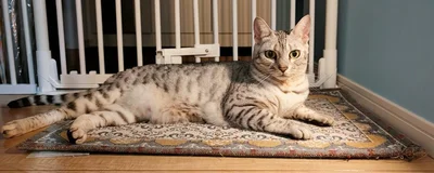 なんだか高貴な雰囲気に！▶そんなうにちゃんですが、（⇒次へ）