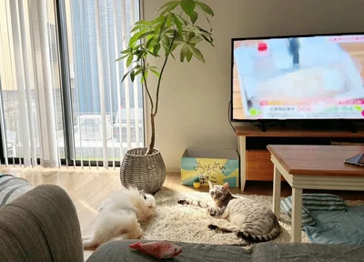 お兄ちゃんであるこめたくんが大好き！くつろぐ2匹に癒されます。▶ちなみにくつろぐこめたくんは（⇒次へ）