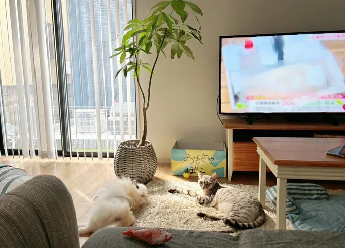 お兄ちゃんであるこめたくんが大好き！くつろぐ2匹に癒されます。▶ちなみにくつろぐこめたくんは（⇒次へ）