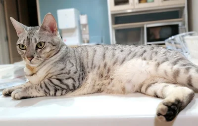 こう！くつろいでいても、不思議な気品がありますね！▶おこめ屋さんの投稿は（⇒次へ）