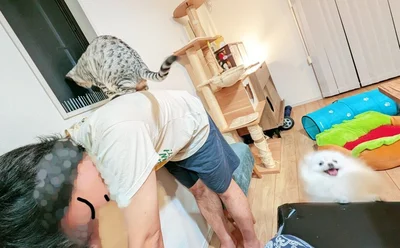 家族の仲良しな感じがとっても伝わってきます！ちなみにこれは「窓の外の虫が見たい猫、虫を見せる為に台になる夫、その光景を撮る妻、仲間に入れてほしい犬」だそう。▶そしてやっぱり（⇒次へ）