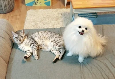 一緒にくつろぐ2匹。本当に、羨ましいくらいに仲良しですね！（⇒次からはワンちゃん＆猫ちゃんと暮らす日常が見られる『まめきちまめこニートの日常　こまちとタビ1』が読めます！）