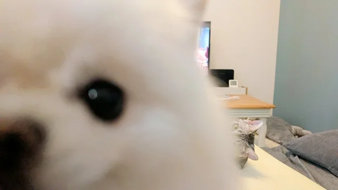 こめたくんのかまってアピールによってこの一枚になったそうです！▶2匹はとっても仲良しで（⇒次へ）