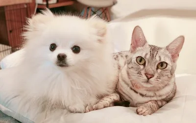 よく一緒にいるようです！なぜか兄妹が逆転して見える！（笑）▶うにちゃんは女の子ですが、（⇒次へ）