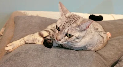 どこかかっこいいオーラをまとっていますね！▶一方こめたくんは（⇒次へ）