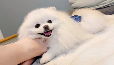 なでなでされてとっても嬉しそう……！▶そんな2匹は（⇒次へ）