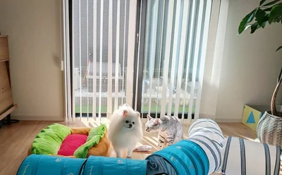 まったり日向ぼっこをしていることも多いとか。▶こめたくんはお散歩も好きで（⇒次へ）