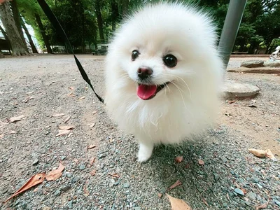 とっても楽しそうに歩いています！▶うにちゃんは少し天然さんらしく（⇒次へ）